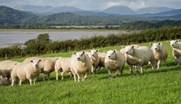 Lamb 2030 supply forecasts: Conclusions and implications